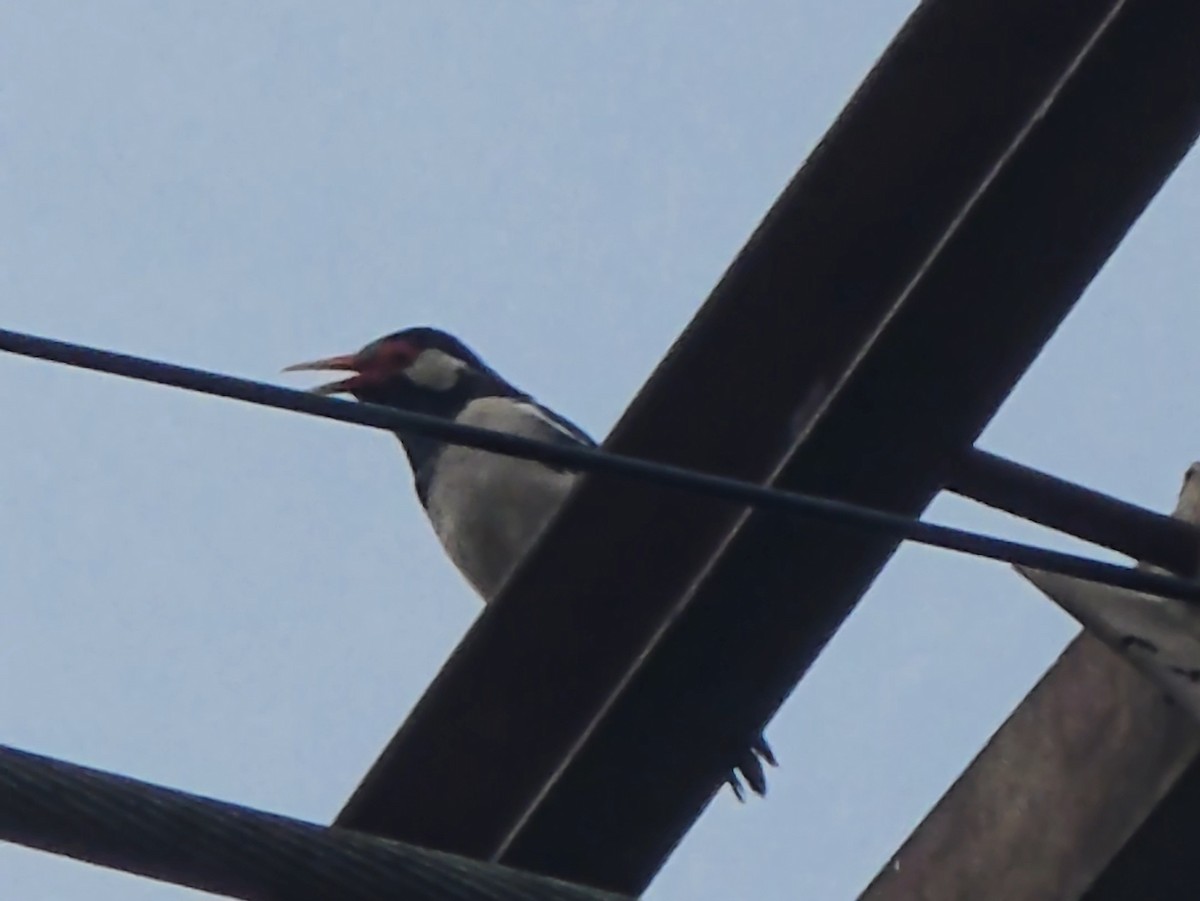 Indian Pied Starling - ML642714119