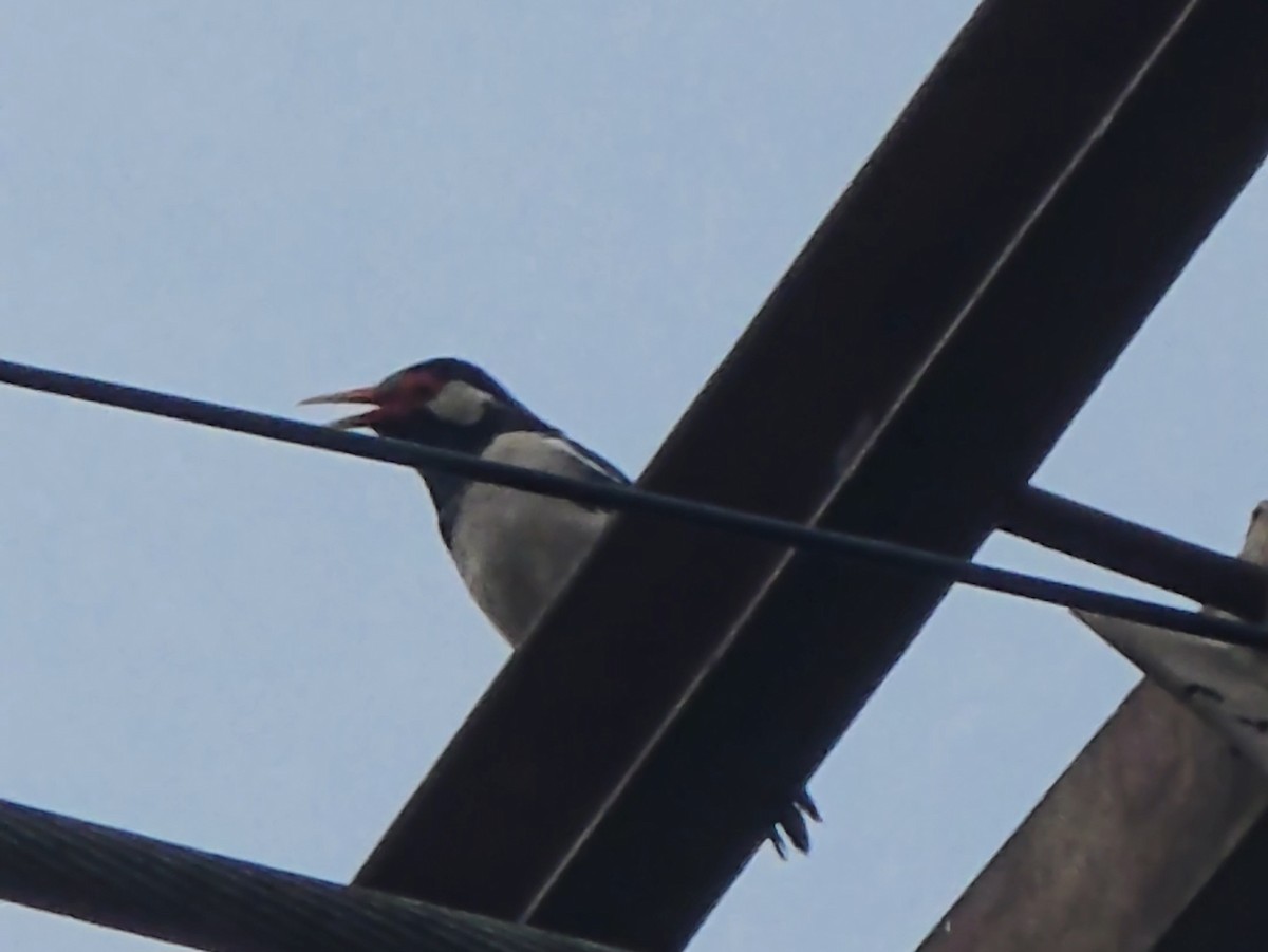 Indian Pied Starling - ML642714120