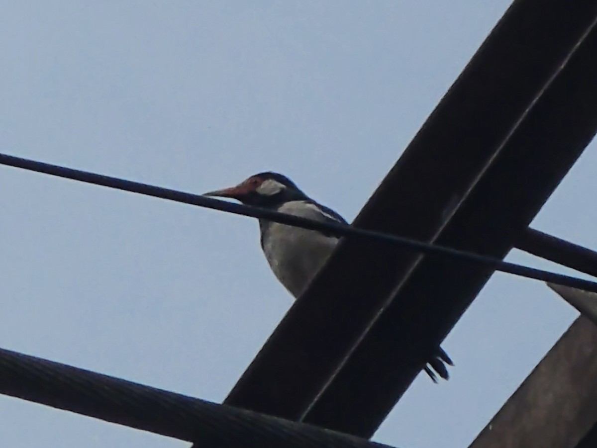 Indian Pied Starling - ML642714121
