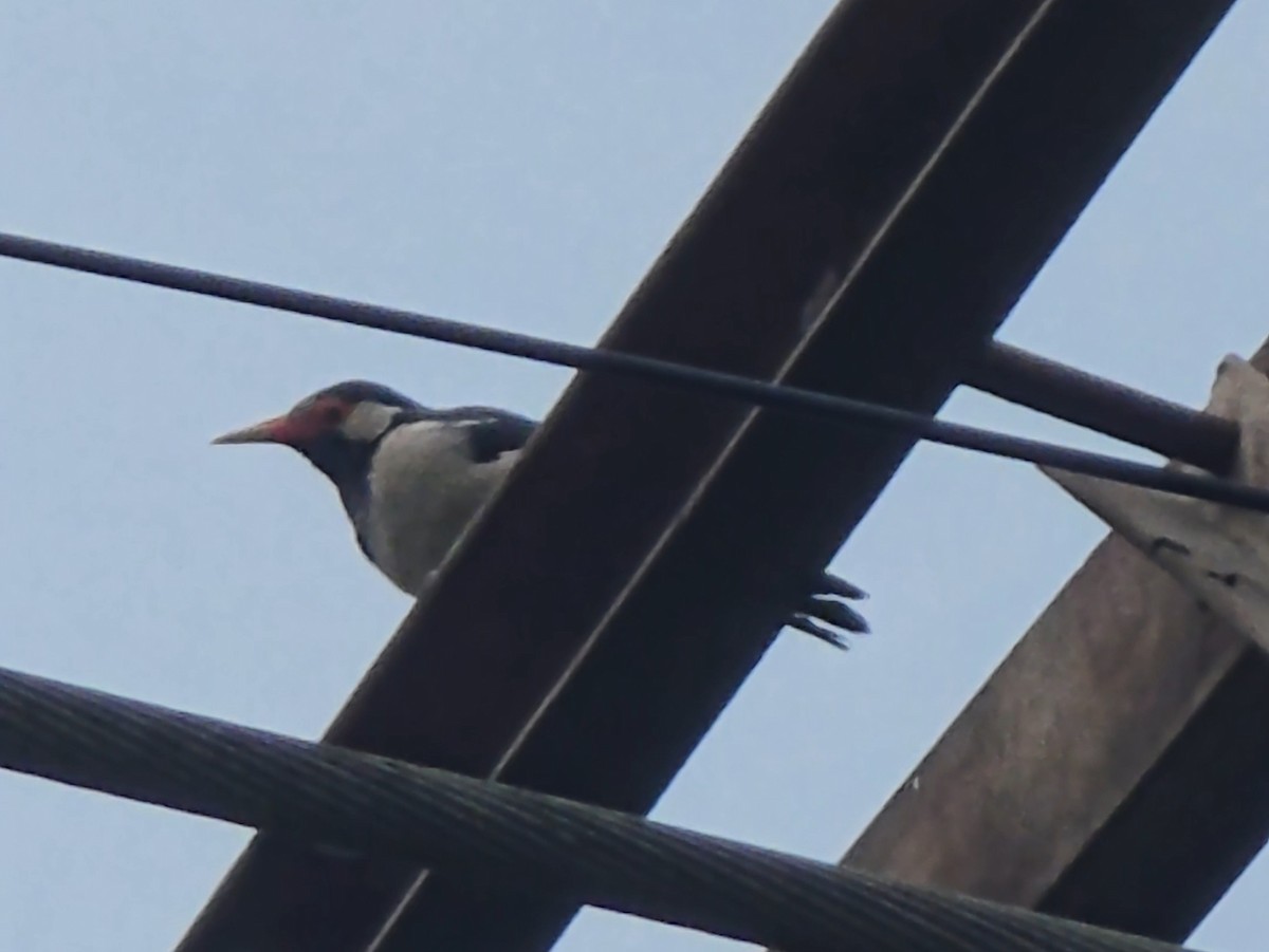 Indian Pied Starling - ML642714122