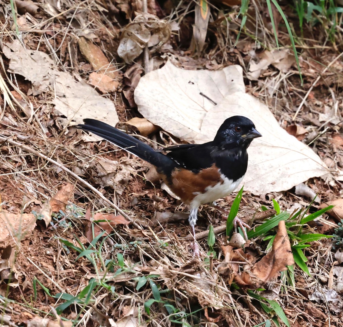 Eastern Towhee - ML642714128