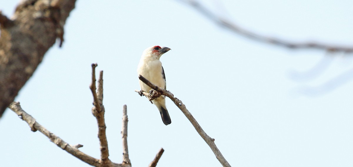 Chaplin's Barbet - ML642714129