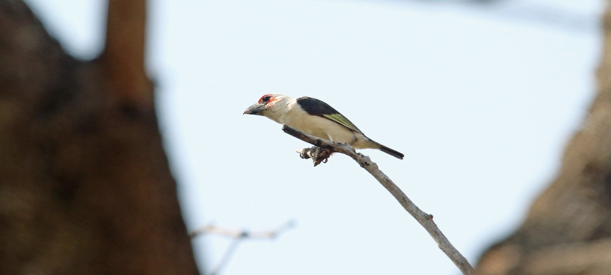 Chaplin's Barbet - ML642714130