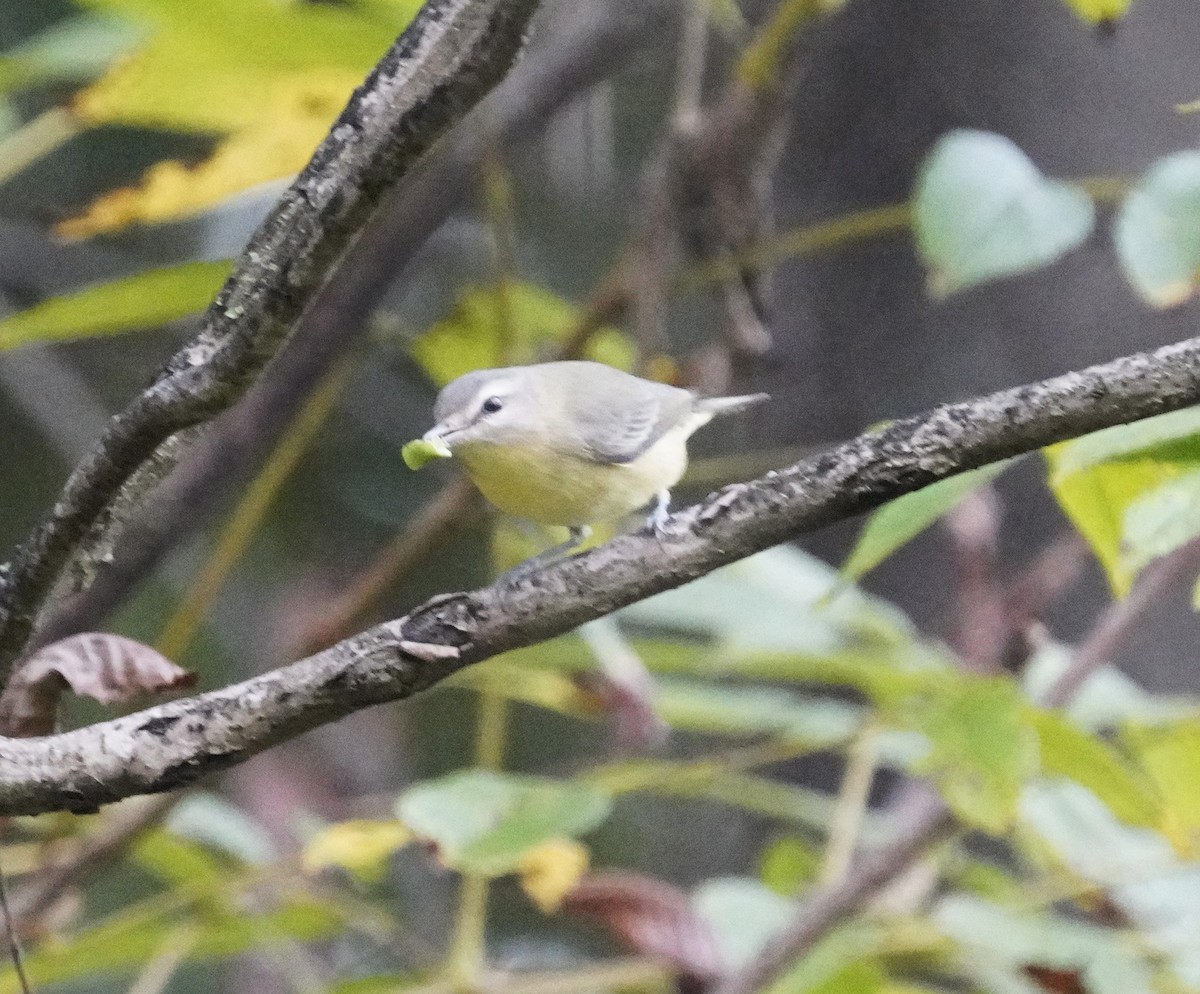 Philadelphia Vireo - ML642714136