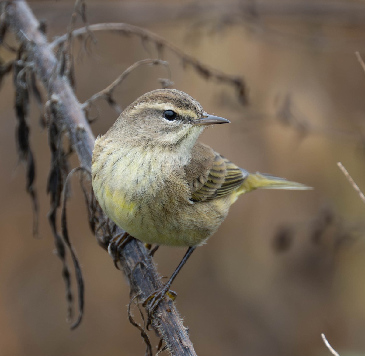 Palm Warbler - ML642714142