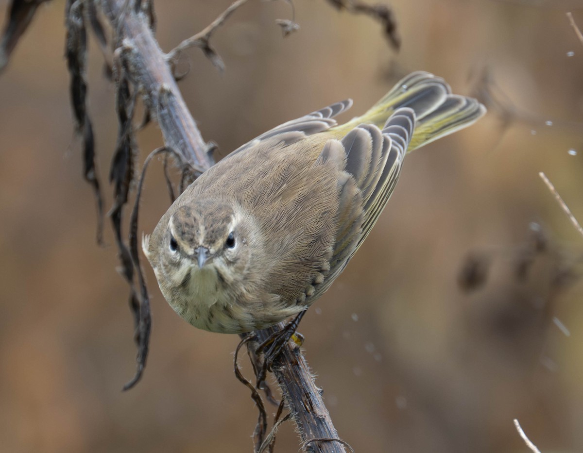 Palm Warbler - ML642714143