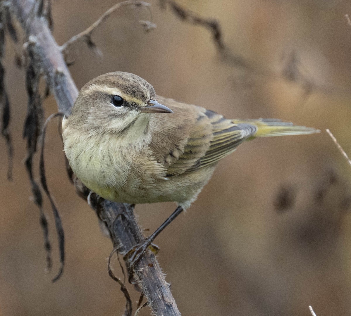 Palm Warbler - ML642714144