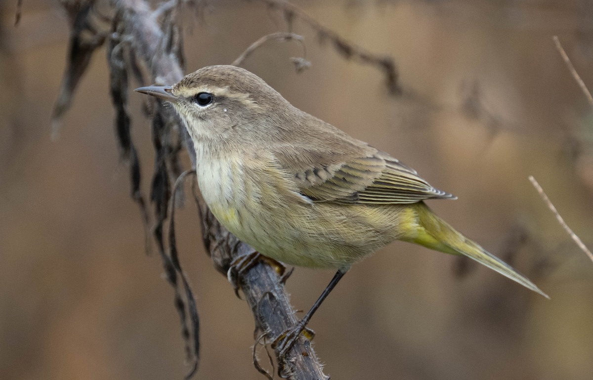 Palm Warbler - ML642714145