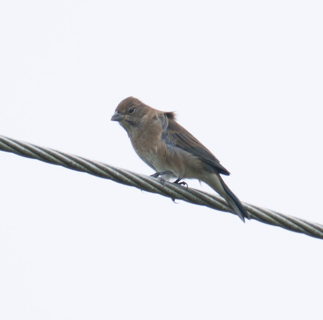 Passerin indigo - ML642714173