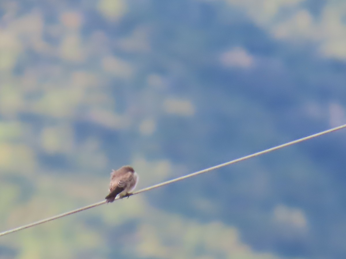 Northern Rough-winged Swallow - ML642714185