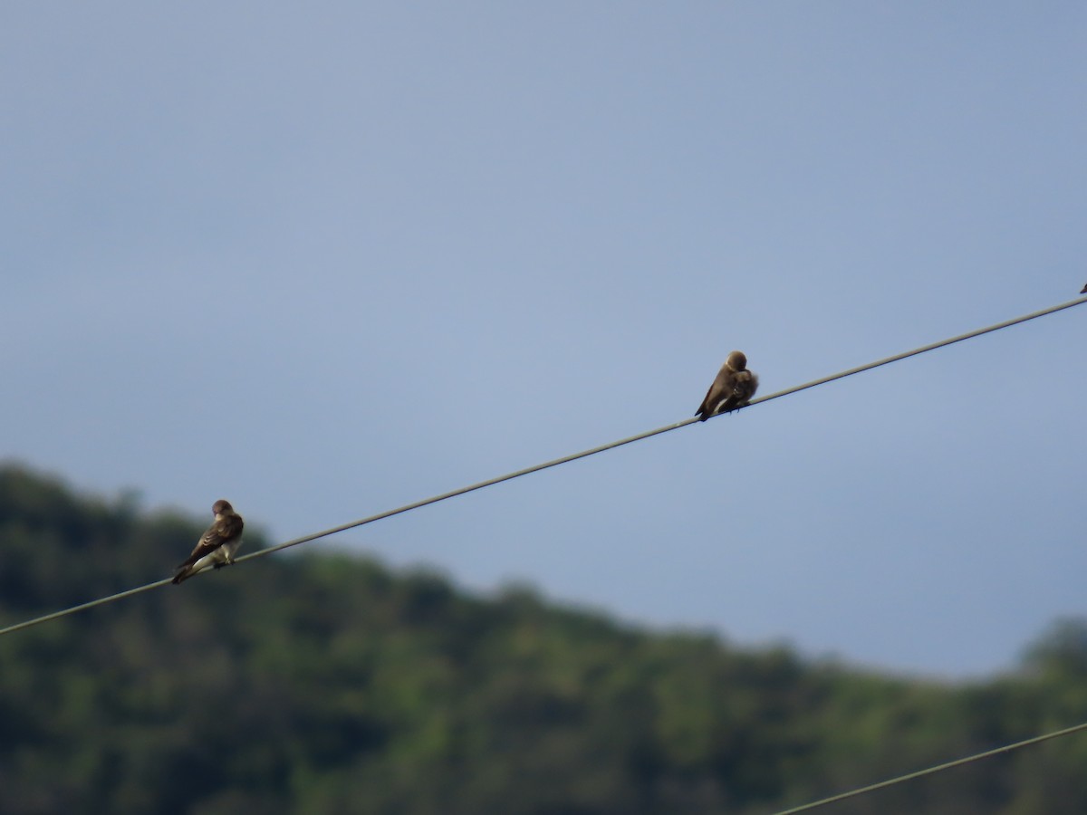 Northern Rough-winged Swallow - ML642714186