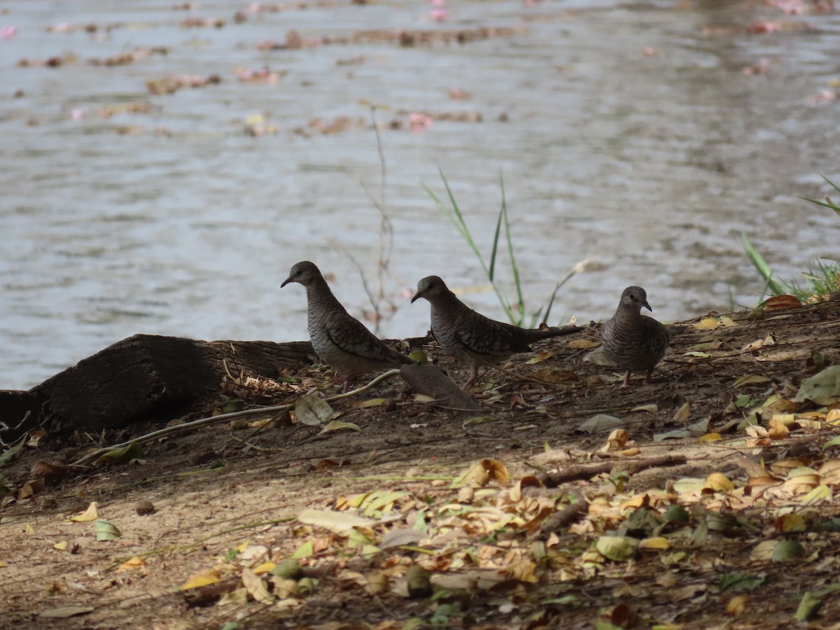 Scaled Dove - ML642714201