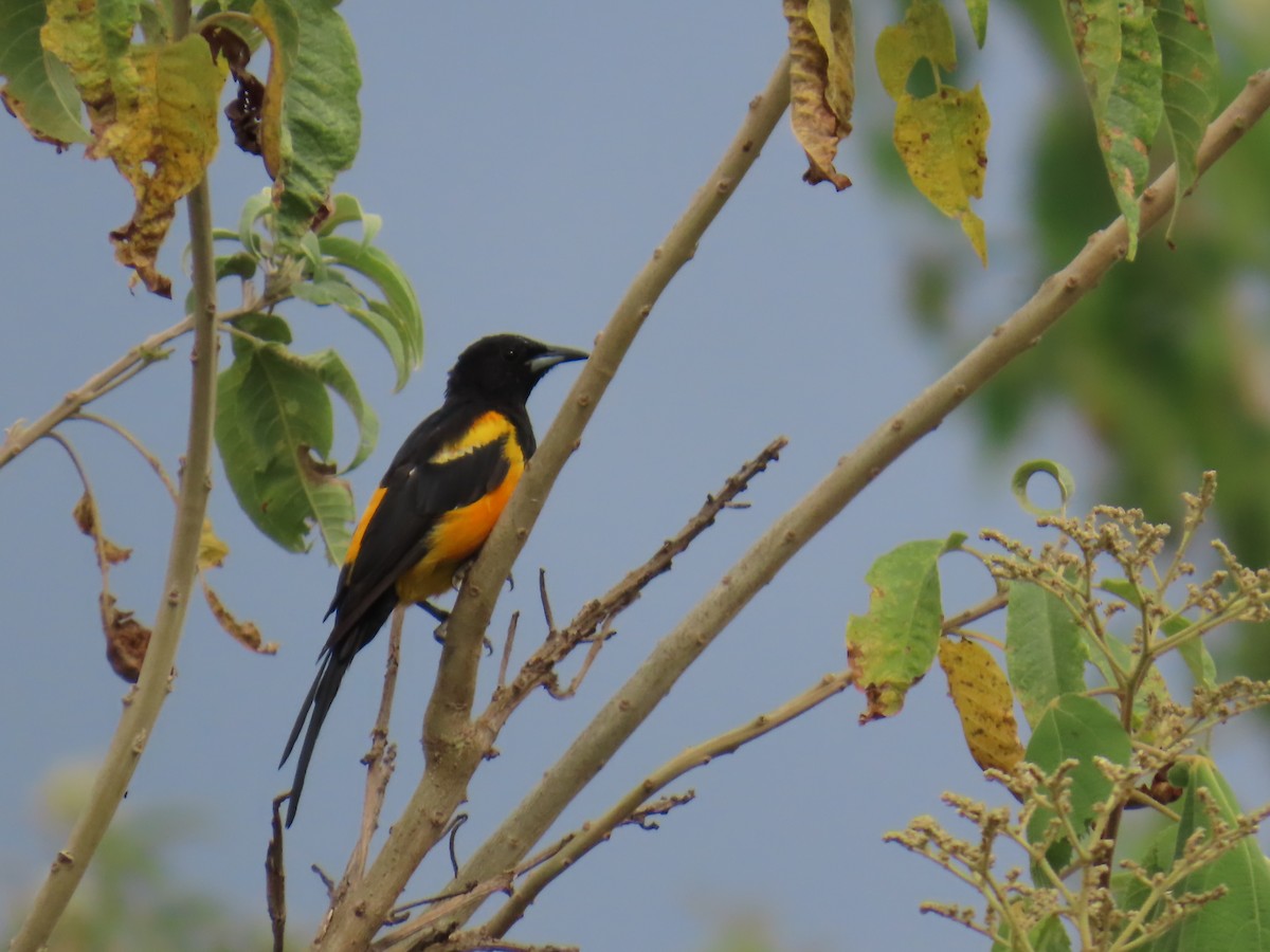 Black-vented Oriole - ML642714207