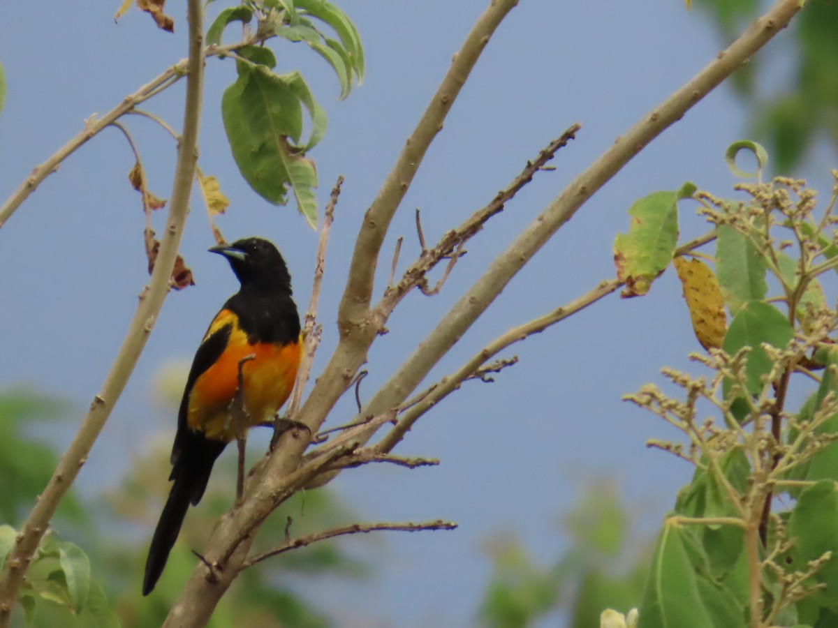 Black-vented Oriole - ML642714208