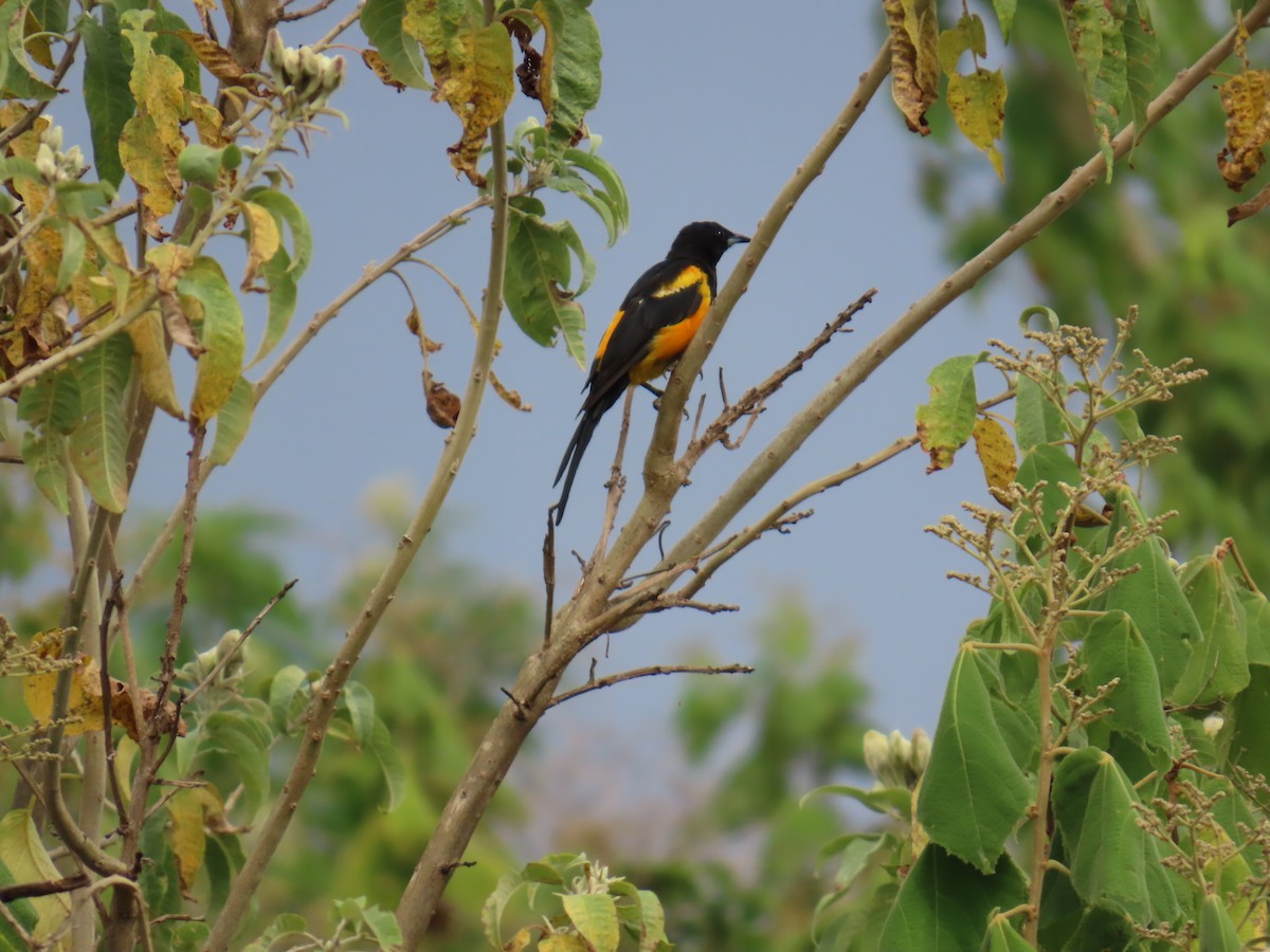 Black-vented Oriole - ML642714209