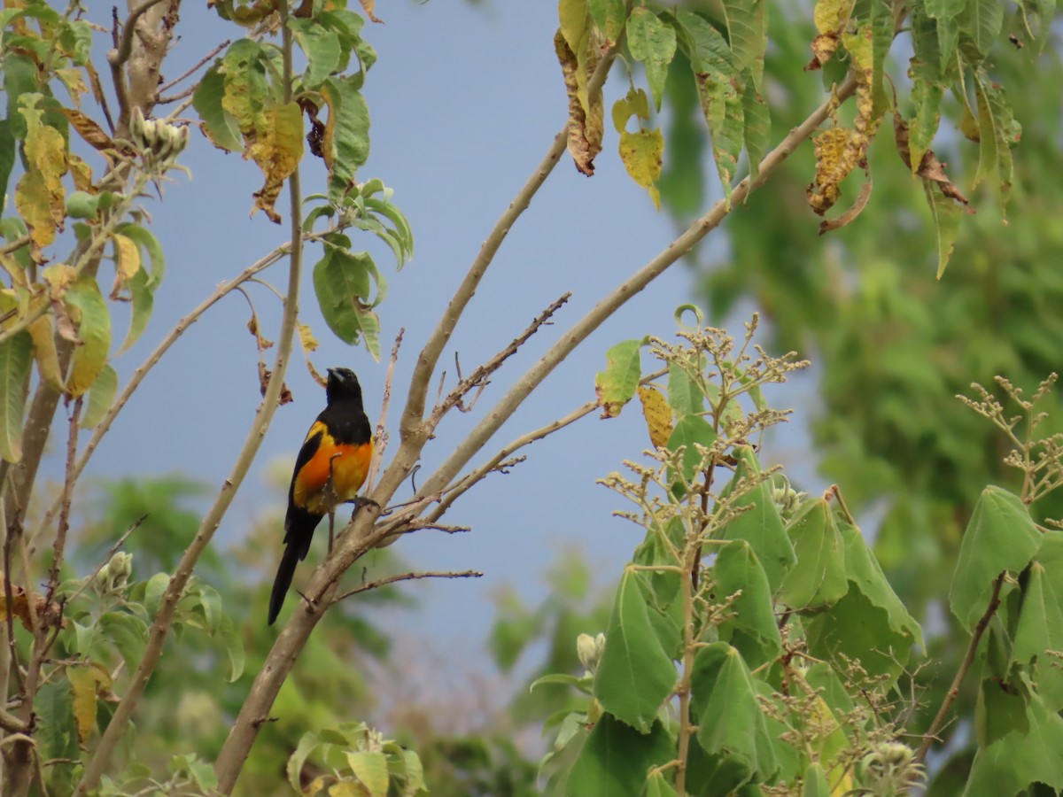 Black-vented Oriole - ML642714210