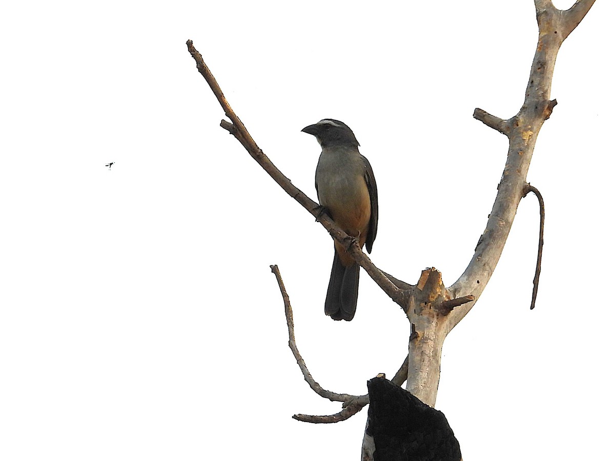 Bluish-gray Saltator - ML642714211