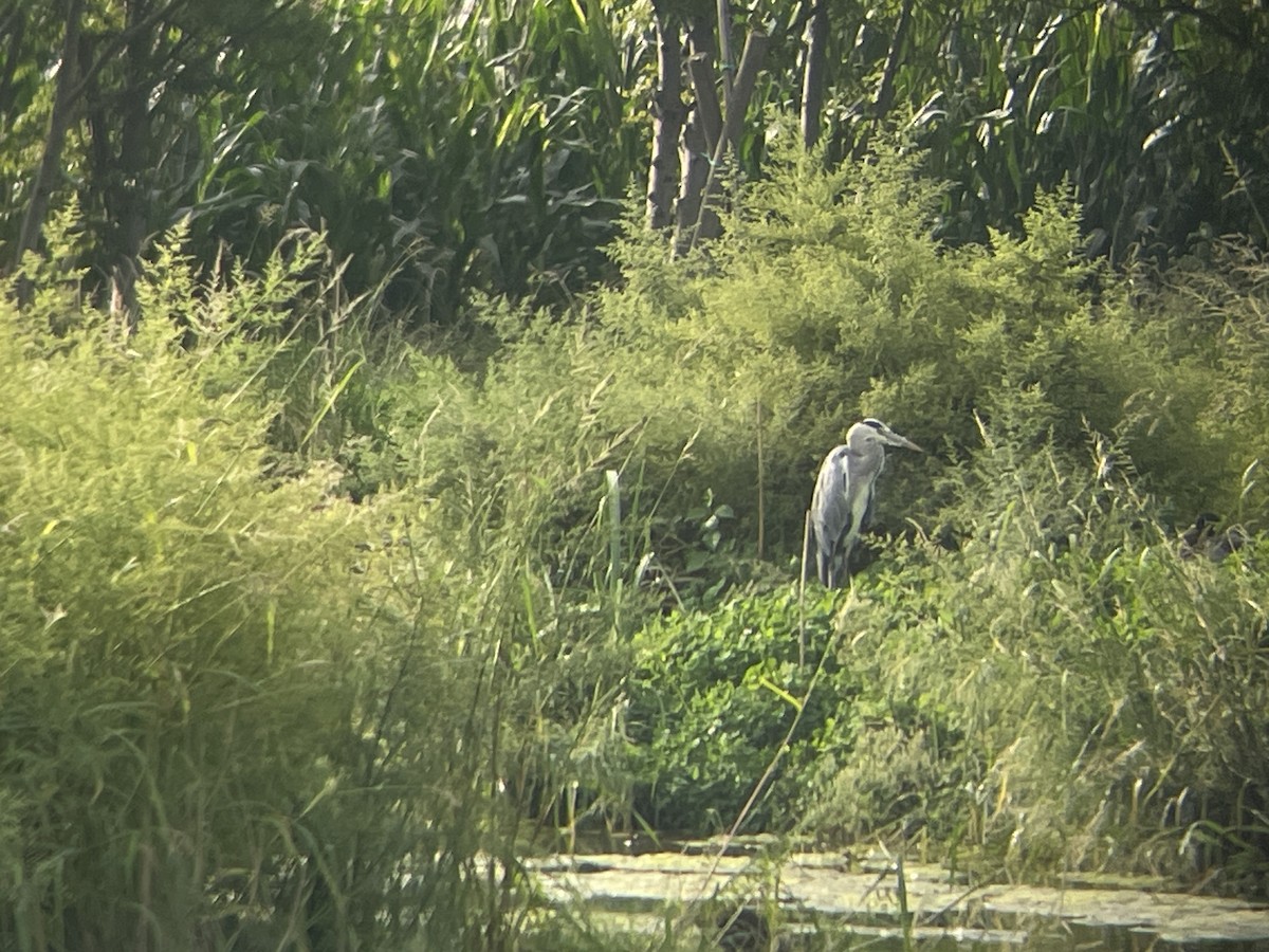 Gray Heron - ML642714244