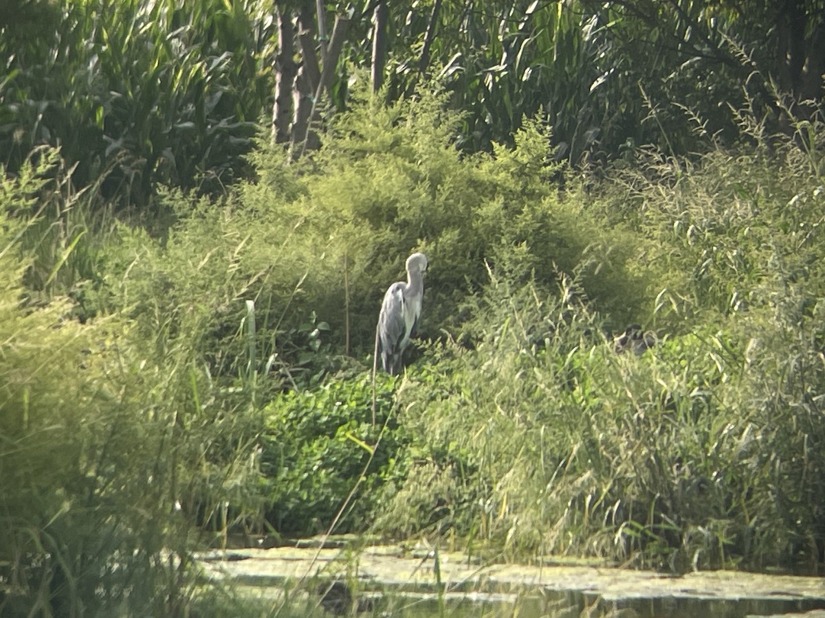 Gray Heron - ML642714245
