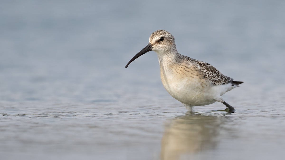 Curlew Sandpiper - ML642714248