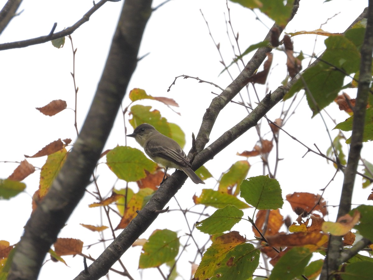 Eastern Phoebe - ML642714249
