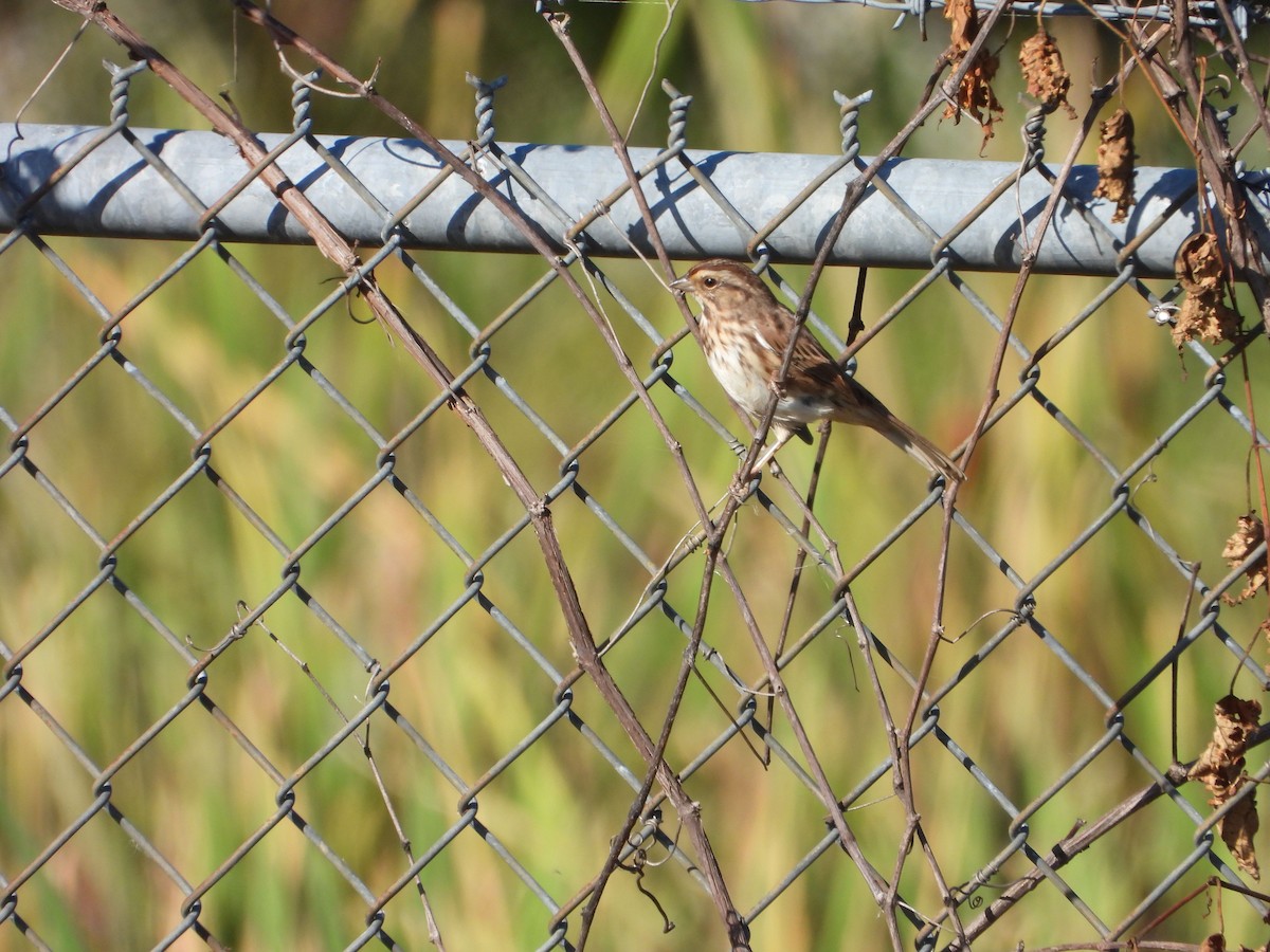 Song Sparrow - ML642714252