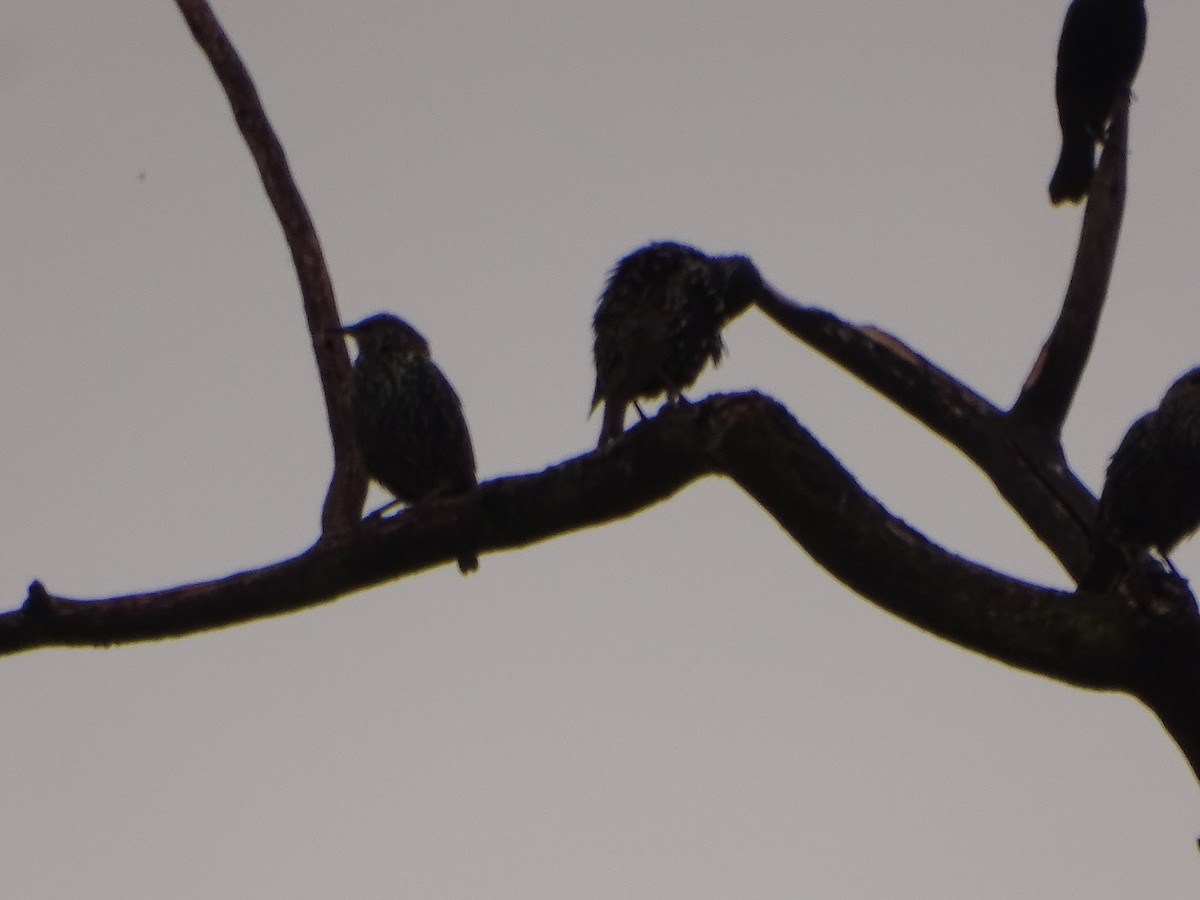 European Starling - ML642714253