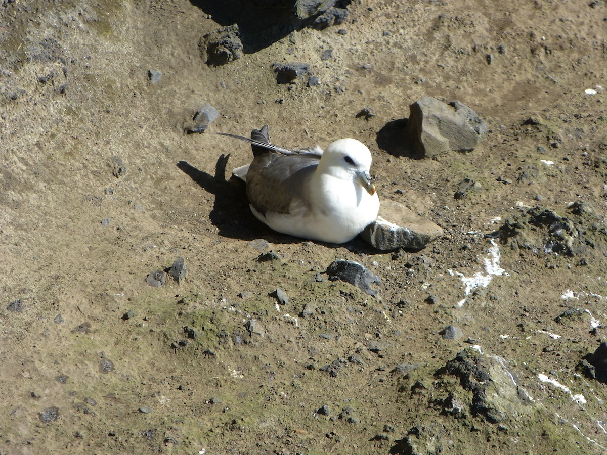 Northern Fulmar (Atlantic) - ML642714258