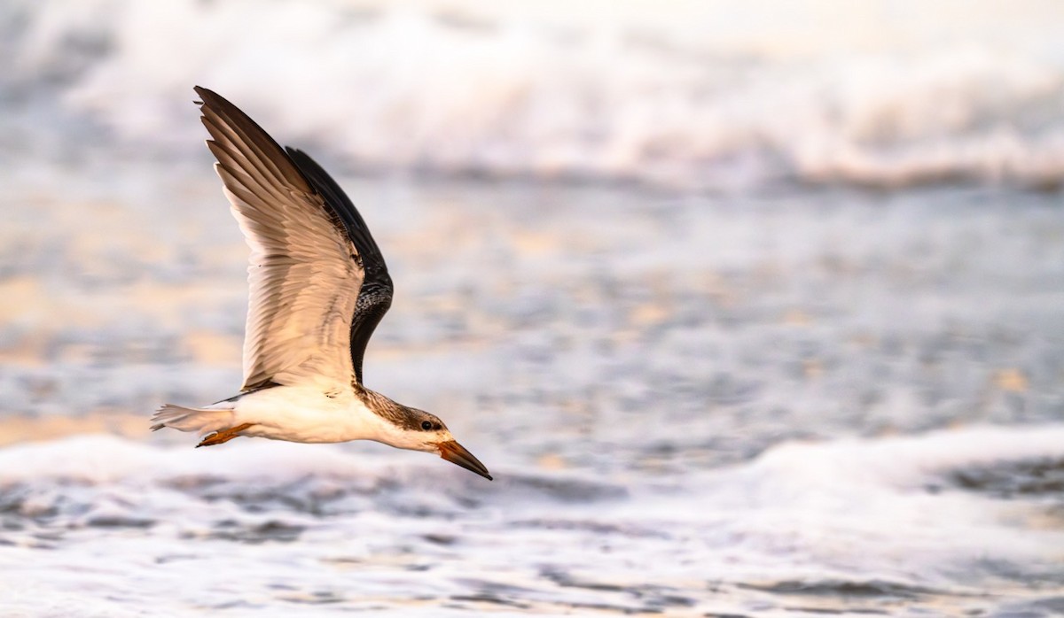 Black Skimmer - ML642714261