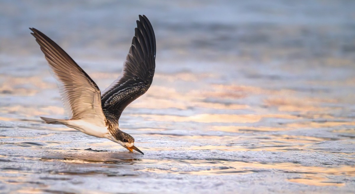 Black Skimmer - ML642714262