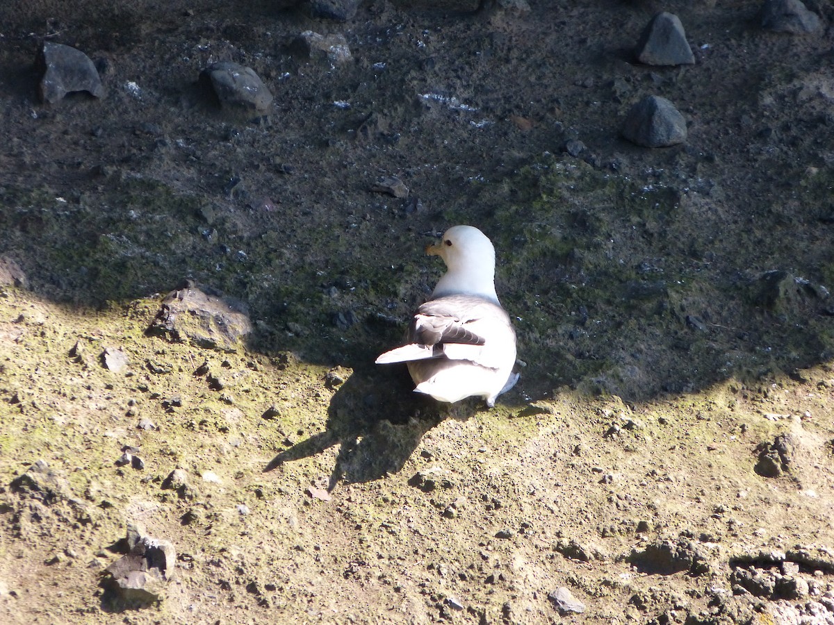 Northern Fulmar (Atlantic) - ML642714264