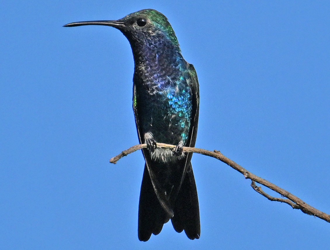 Sapphire-bellied Hummingbird - ML642714265