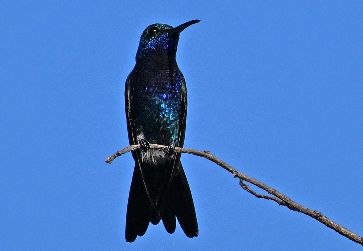 Sapphire-bellied Hummingbird - ML642714266