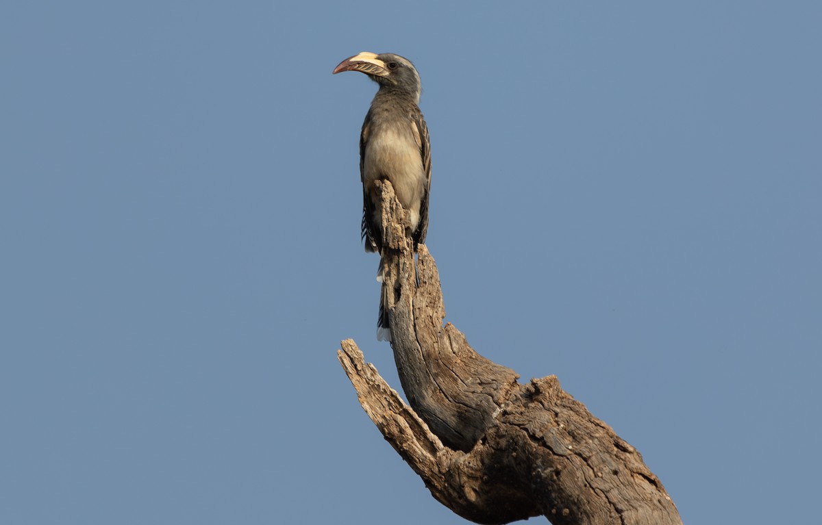 African Gray Hornbill - ML642714268