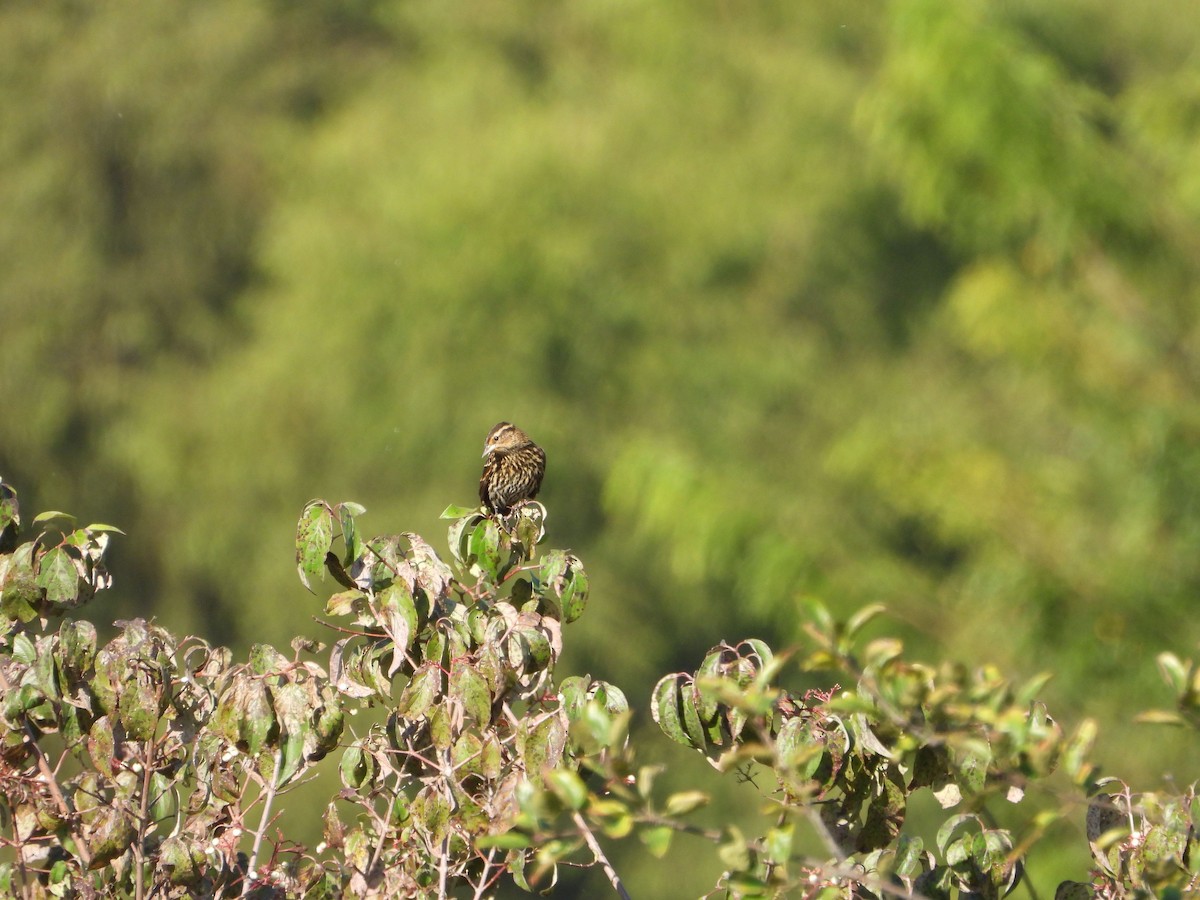 Red-winged Blackbird - ML642714270