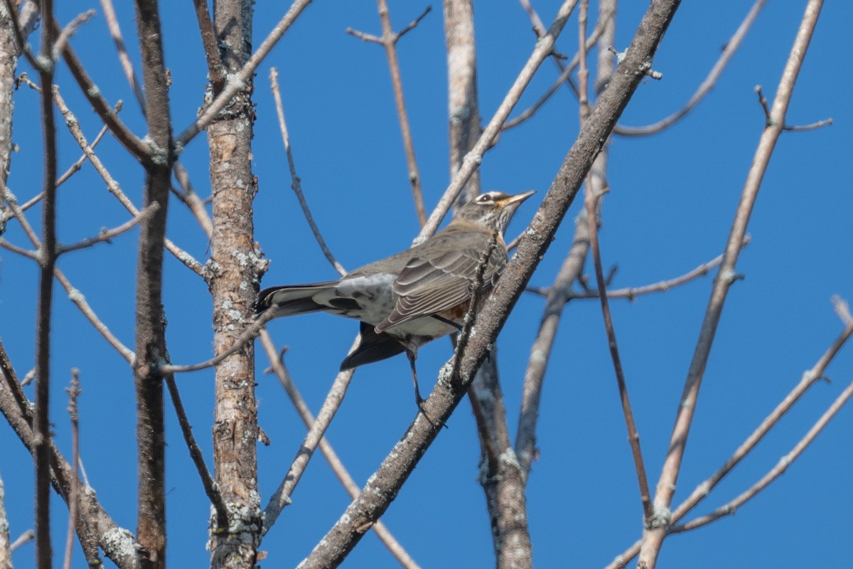 American Robin - ML642714271