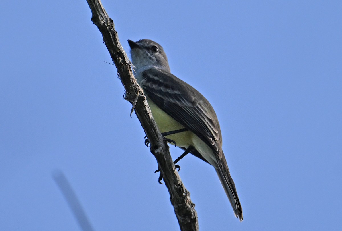 Northern Scrub-Flycatcher - ML642714272