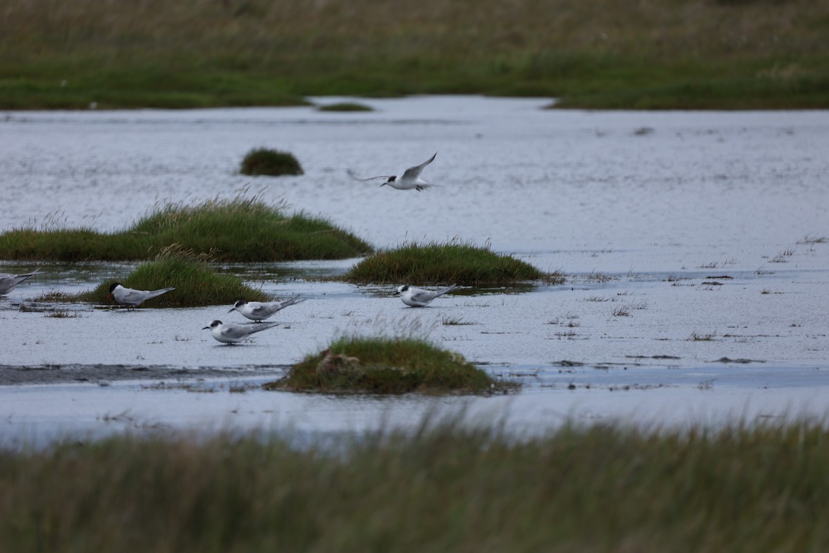 Arctic Tern - ML642714273