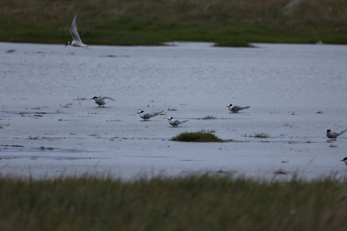 Arctic Tern - ML642714274