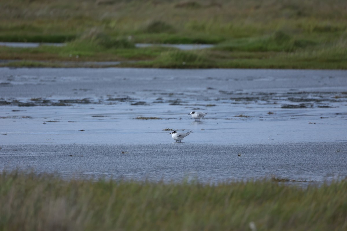Arctic Tern - ML642714276