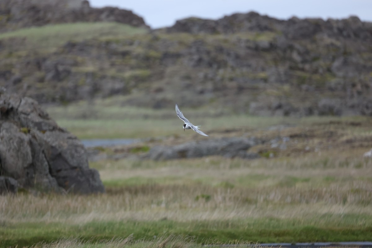 Arctic Tern - ML642714278