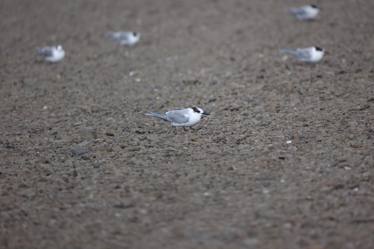 Arctic Tern - ML642714279