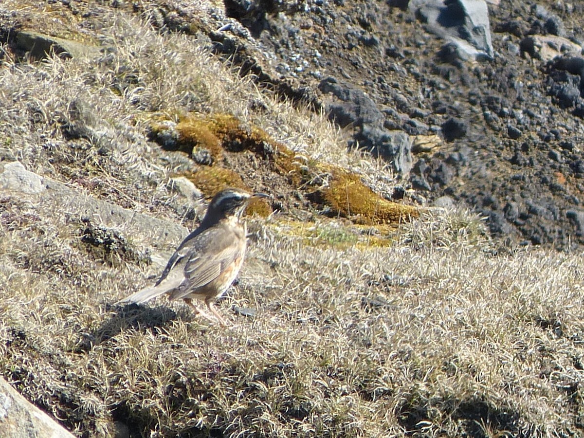 Birigarro hegalgorria (coburni) - ML642714286