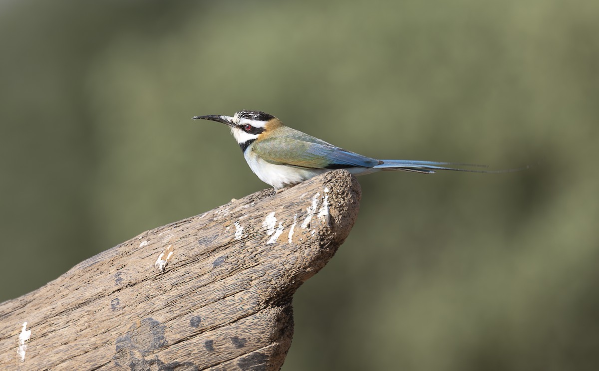 White-throated Bee-eater - ML642714320