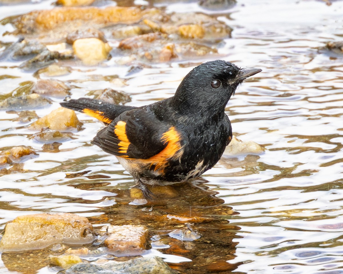 American Redstart - ML642714359