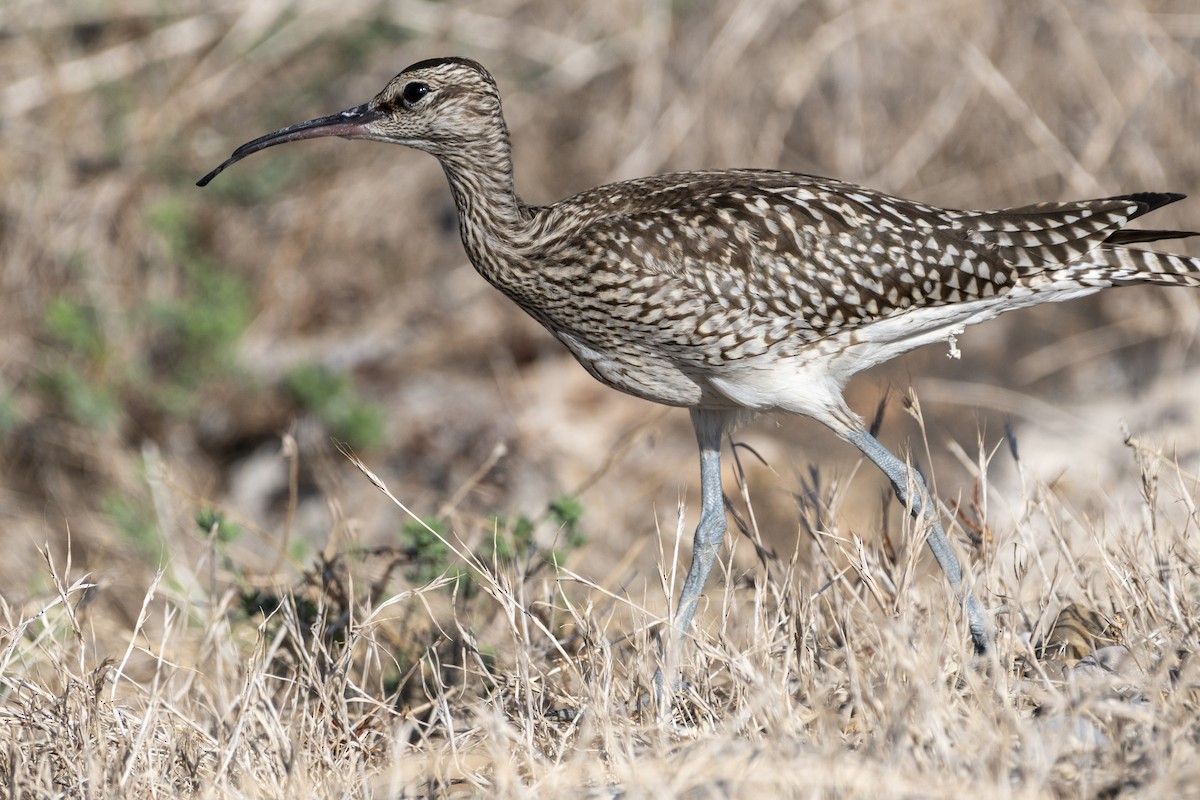 Eurasian Whimbrel - ML642714363