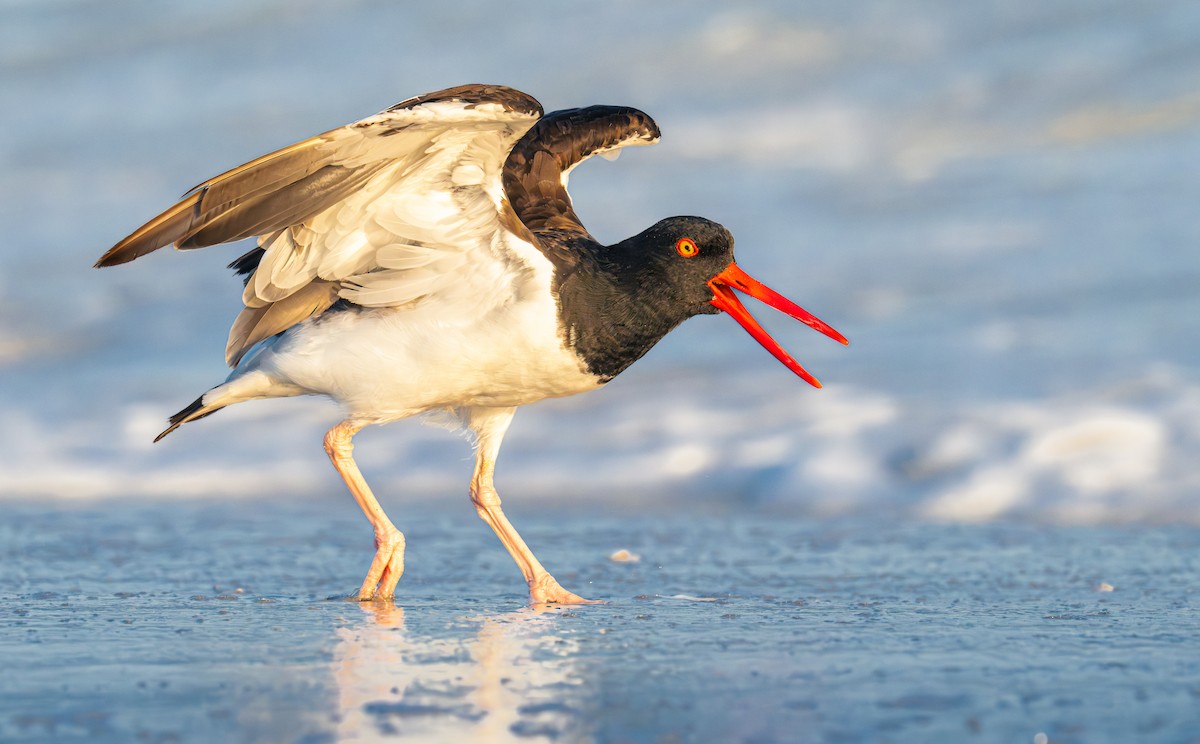 American Oystercatcher - ML642714379