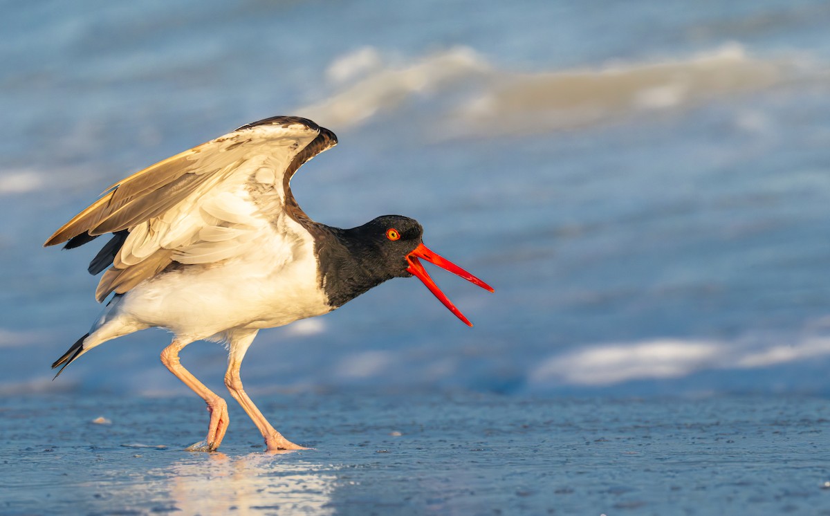 American Oystercatcher - ML642714380