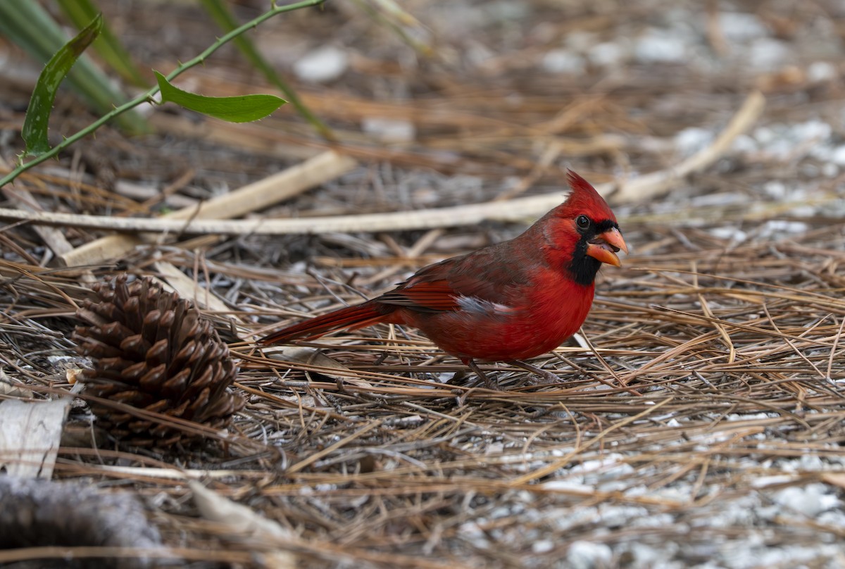Northern Cardinal - ML642714389