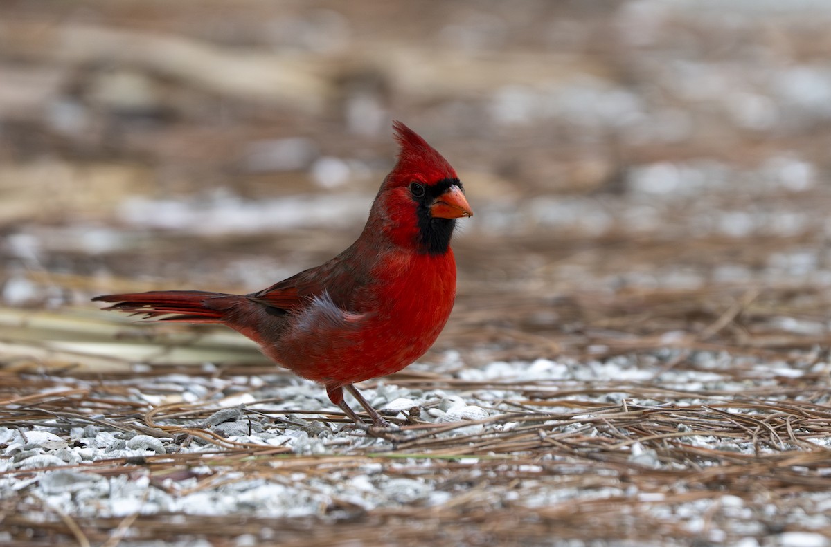 Northern Cardinal - ML642714398